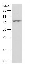    AHCY / Recombinant Human AHCY