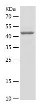    RAB22A / Recombinant Human RAB22A