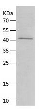    SMOX / Recombinant Human SMOX