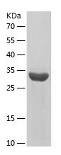 Recombinant Chicken IGF-1