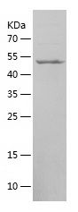    LIMA1 / Recombinant Human LIMA1