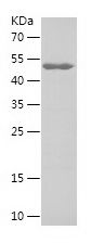    MTF2 / Recombinant Human MTF2