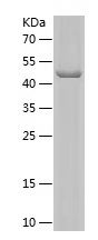    BAG3 / Recombinant Human BAG3