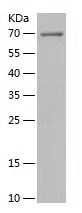    NFE2L2 / Recombinant Human NFE2L2