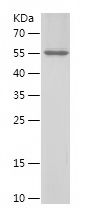 Recombinant Mouse Notch1