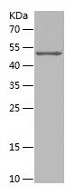    SRGAP2 / Recombinant Human SRGAP2