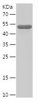    CHMP4B / Recombinant Human CHMP4B