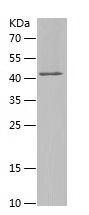    CHMP2A / Recombinant Human CHMP2A