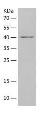    CYP17A1 / Recombinant Human CYP17A1