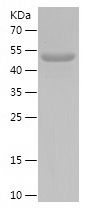    AHR / Recombinant Human AHR