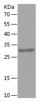    CLDN18 / Recombinant Human CLDN18