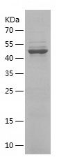    RUVBL2 / Recombinant Human RUVBL2