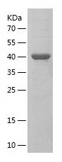    UQCRC1 / Recombinant Human UQCRC1