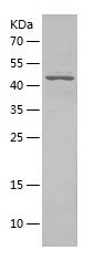    NUDT21 / Recombinant Human NUDT21