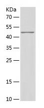    ITPKA / Recombinant Human ITPKA