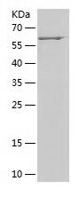    G3BP2 / Recombinant Human G3BP2