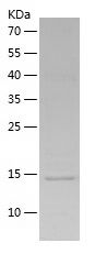 Recombinant Mouse TGFB1