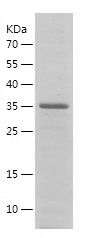    POFUT1 / Recombinant Human POFUT1