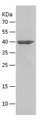    IFN-β / Recombinant Human IFN-β