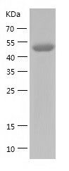    GRB10 / Recombinant Human GRB10