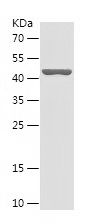    RAB23 / Recombinant Human RAB23