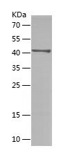    GPR161 / Recombinant Human GPR161