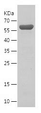    CKMT1A / Recombinant Human CKMT1A