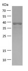    CNPY2 / Recombinant Human CNPY2