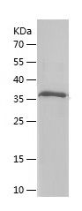    SYN1 / Recombinant Human SYN1