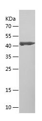    MRPS15 / Recombinant Human MRPS15