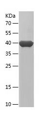    ARL2 / Recombinant Human ARL2