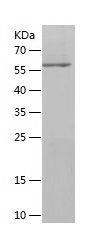    EIF4G1 / Recombinant Human EIF4G1