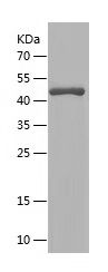    POSTN / Recombinant Human POSTN