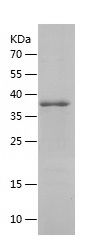    LMAN1 / Recombinant Human LMAN1