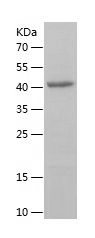    ADRM1 / Recombinant Human ADRM1