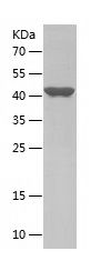    FAF2 / Recombinant Human FAF2