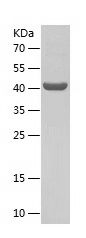    NFIL3 / Recombinant Human NFIL3