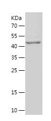    MRPL37 / Recombinant Human MRPL37