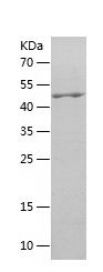    PTPN2 / Recombinant Human PTPN2