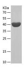    RBM4 / Recombinant Human RBM4