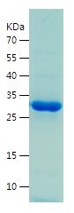    IGF-1 / Recombinant Human IGF-1