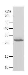    Rantes / Recombinant Human Rantes