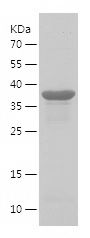    FH / Recombinant Human FH