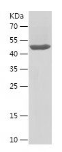    BCO2 / Recombinant Human BCO2