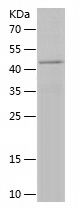    CREB3L1 / Recombinant Human CREB3L1