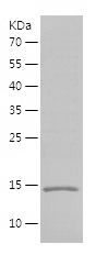 Recombinant Bovine TTR