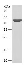    CEBPA / Recombinant Human CEBPA