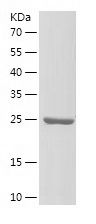 Recombinant Mouse CASP9