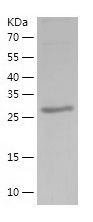 Recombinant Bovine ADP