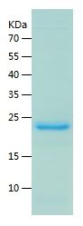 Recombinant Mouse fgf21